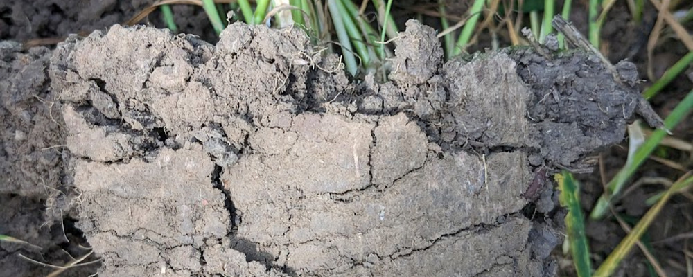 Soil Health by Eco Prospects
