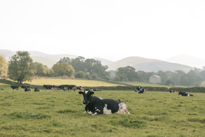 Happy well fed dairy cow Eden Valley, Cumbria.