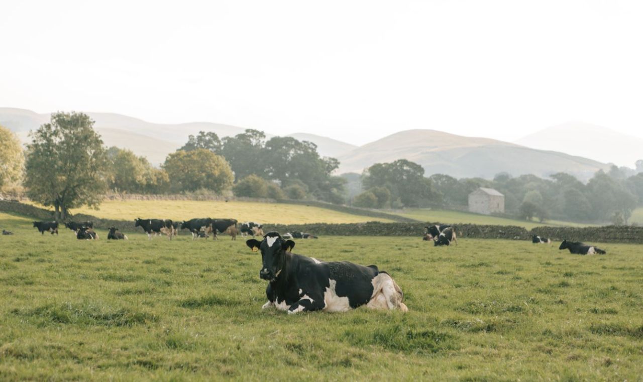 A contented cow resting in the Eden Valley on lush grass grown in a soil with a perfect phosphorus nitrogen balance