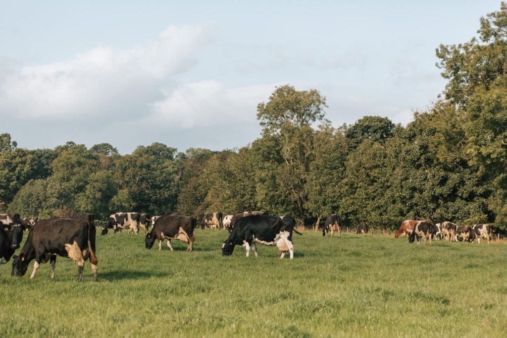 Cows grazing happily on healthy grass on a Cumbrian farm underlain by healthy soil
